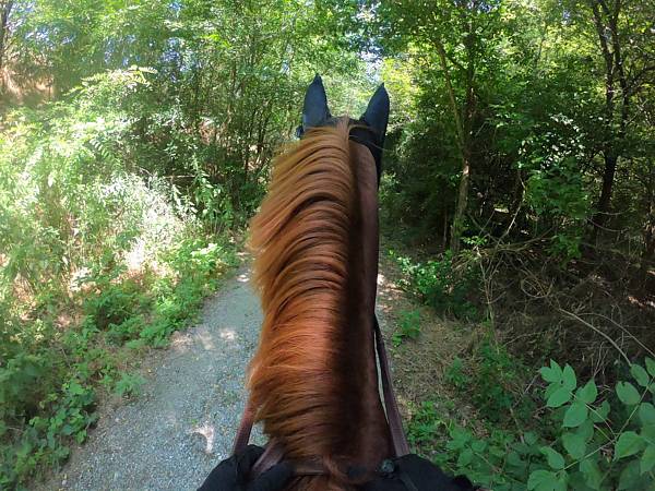 a cavallo con gopro chesty