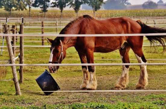 brunette rider equitazione - cavallo che mangia il pastone