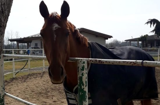 brunette rider equitazione - cavallo Neulache