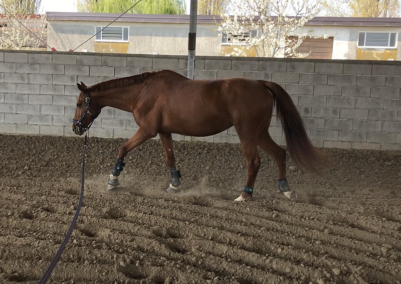 cavallo con cavezza classica lavora alla corda