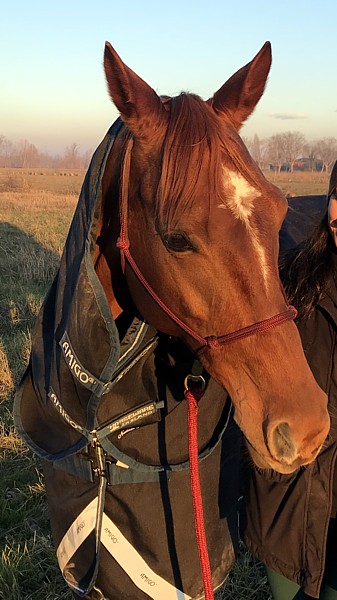 cavallo con cavezza parelli brunette rider