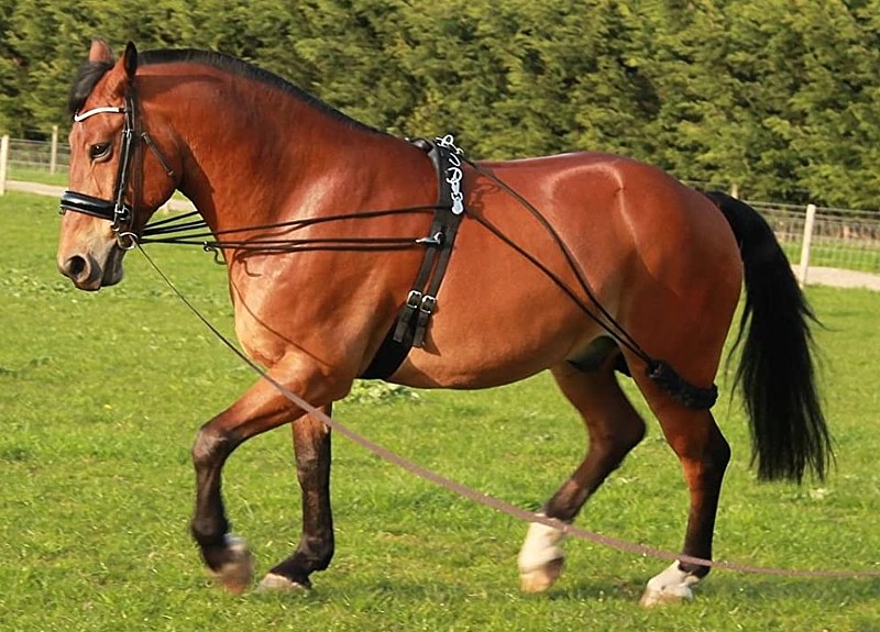 cavallo con redini pessoa brunette rider