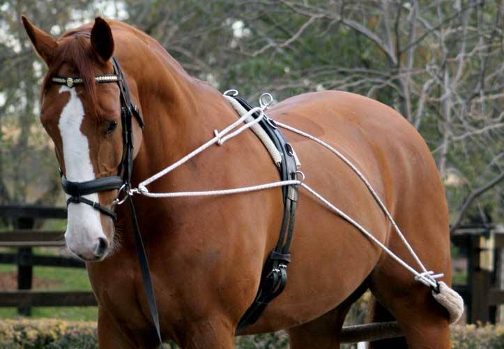 brunette rider equitazione - lavoro alla corda del cavallo con redini pessoa