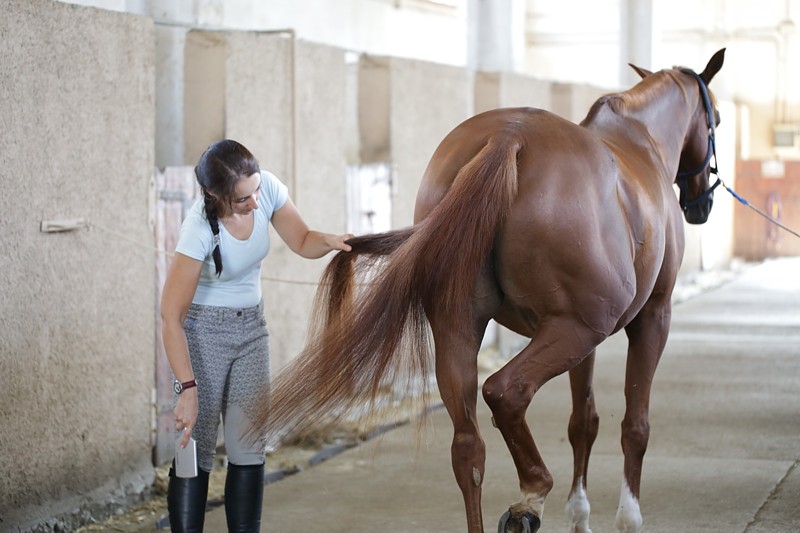 PERRY Equestre ergonomica Coda & CRINIERA PER CAVALLI PONY Toelettatura Animale Domestico KIT D15 