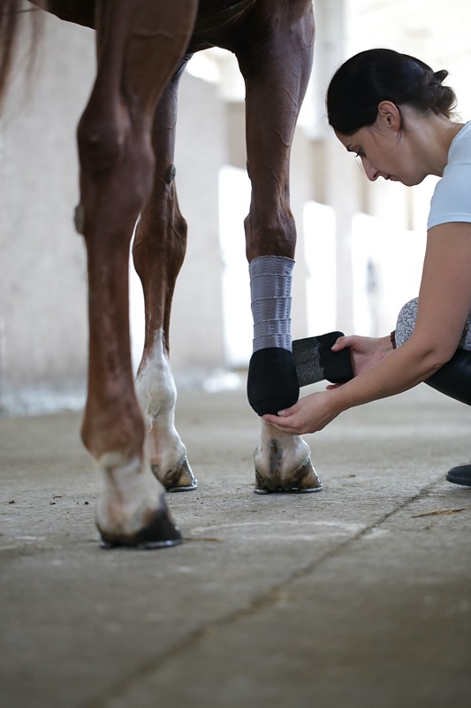 groom fascia il cavallo