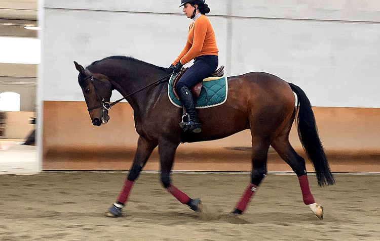 andatura del cavallo al lavoro in piano