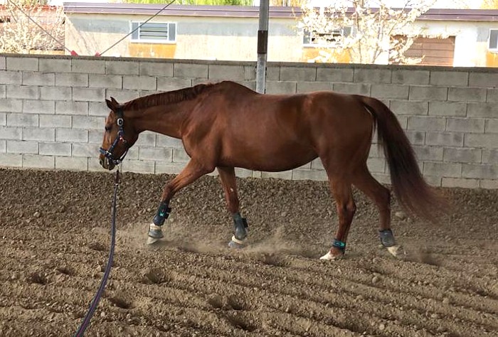 andatura del cavallo al lavoro alla corda